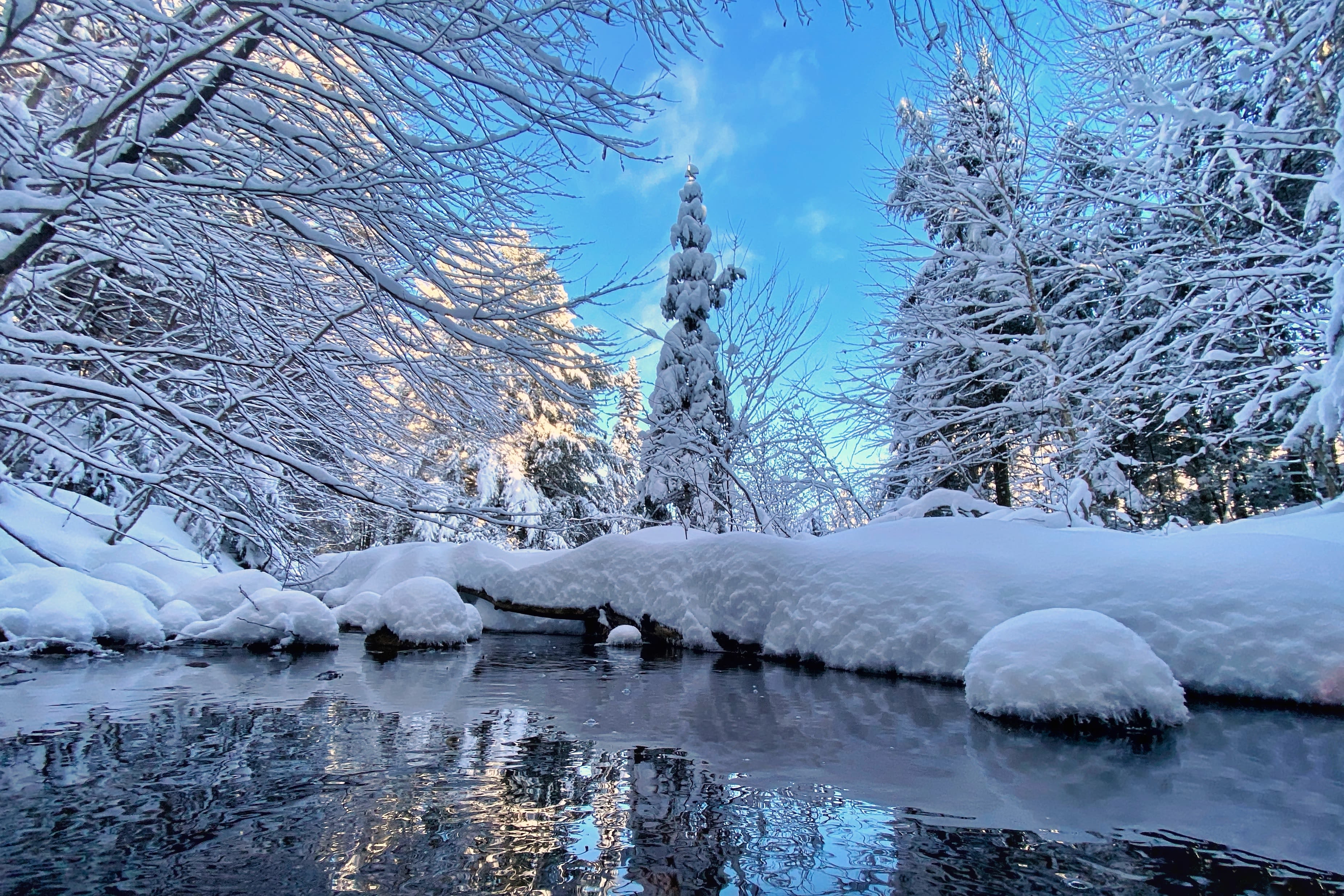 snow covered trees near river during daytime